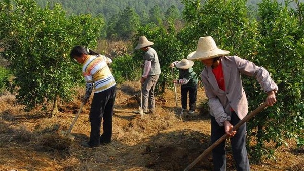 果树追施矿源黄腐酸钾就能增产吗？果树增产这两个时期施肥很关键